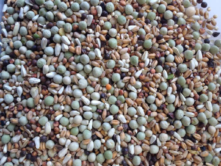 SPINNE Jungtaubenfutter ohne Mais